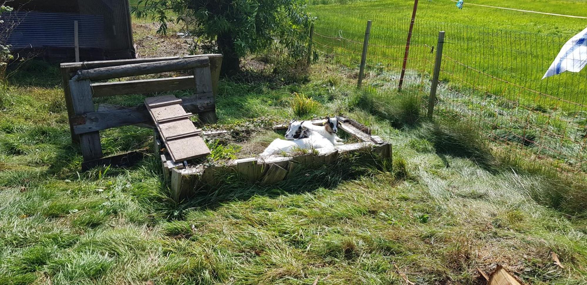 Ferienhof Ziegler - Studio Fingerhut Baiersbronn Zewnętrze zdjęcie